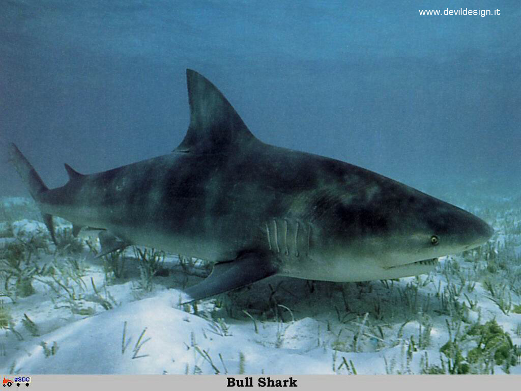GCSR040-Bull_Shark copia